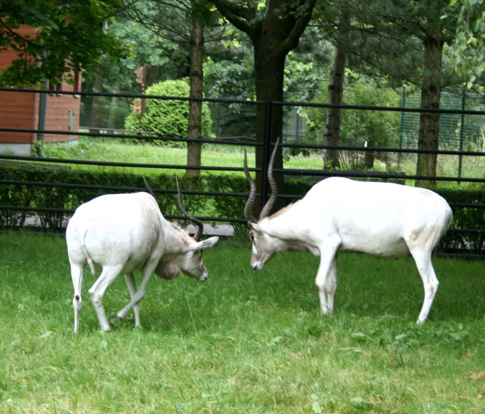 V hodonínské zoo chtějí obnovit chov pouštních antilop. K samici získali samce z Berlína