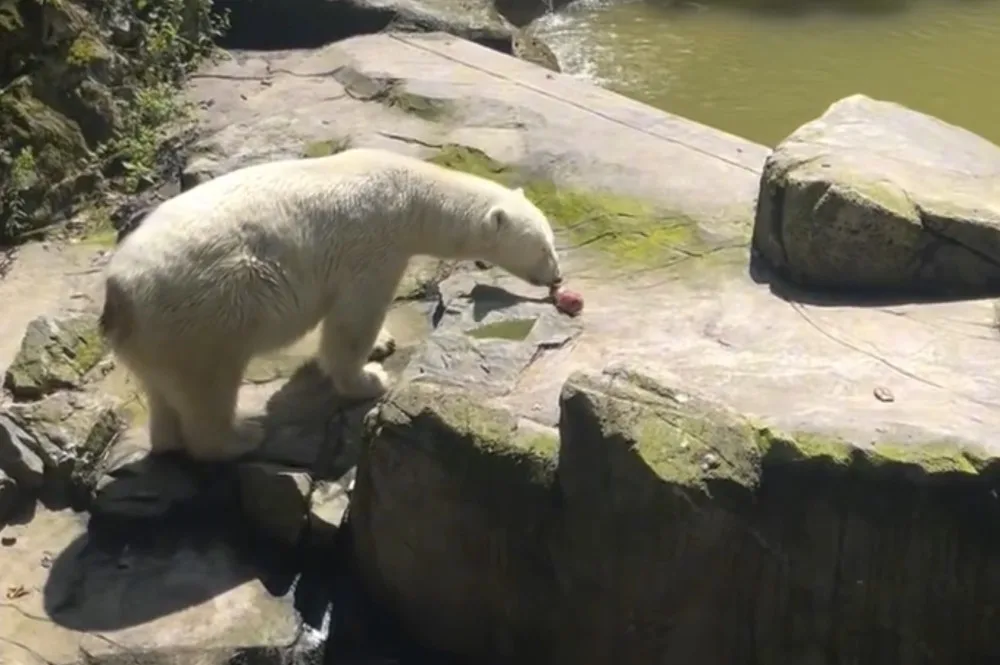 Zvířata v brněnské zoo dostávají ve vedru nanuky i ledové dorty. Možná je čeká i rochnění v ledu
