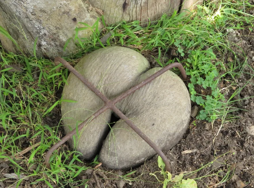 Brněnská botanická zahrada získala největší semeno světa. Nic z něj ale už nevyroste