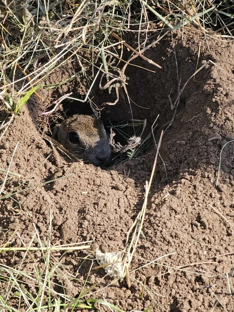Brněnská zoo navrací ohrožené sysly na Jižní Moravu. Nový domov našli vzácní savci na Znojemsku