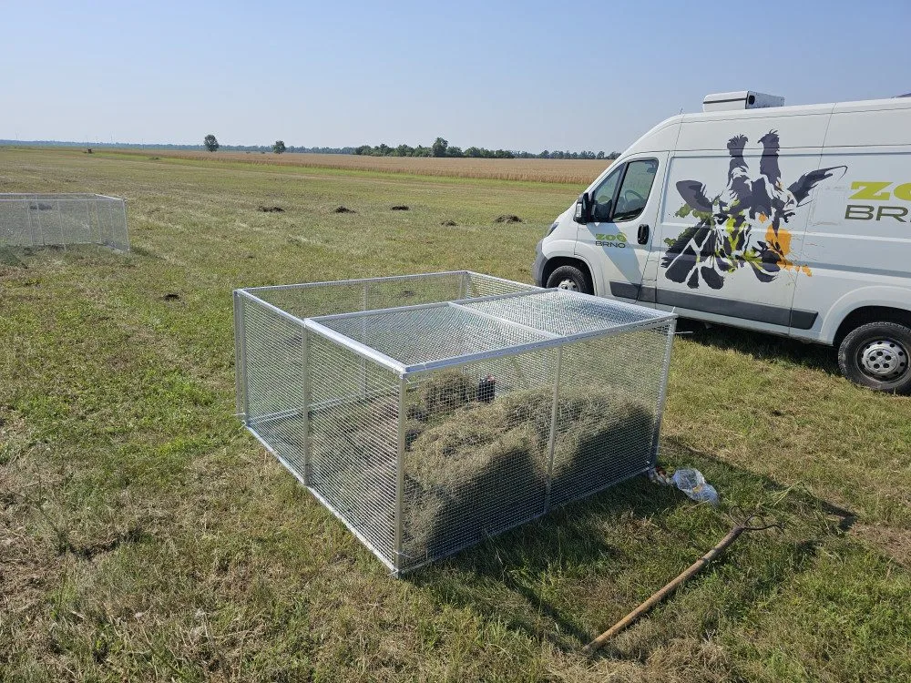 Brněnská zoo navrací ohrožené sysly na Jižní Moravu. Nový domov našli vzácní savci na Znojemsku