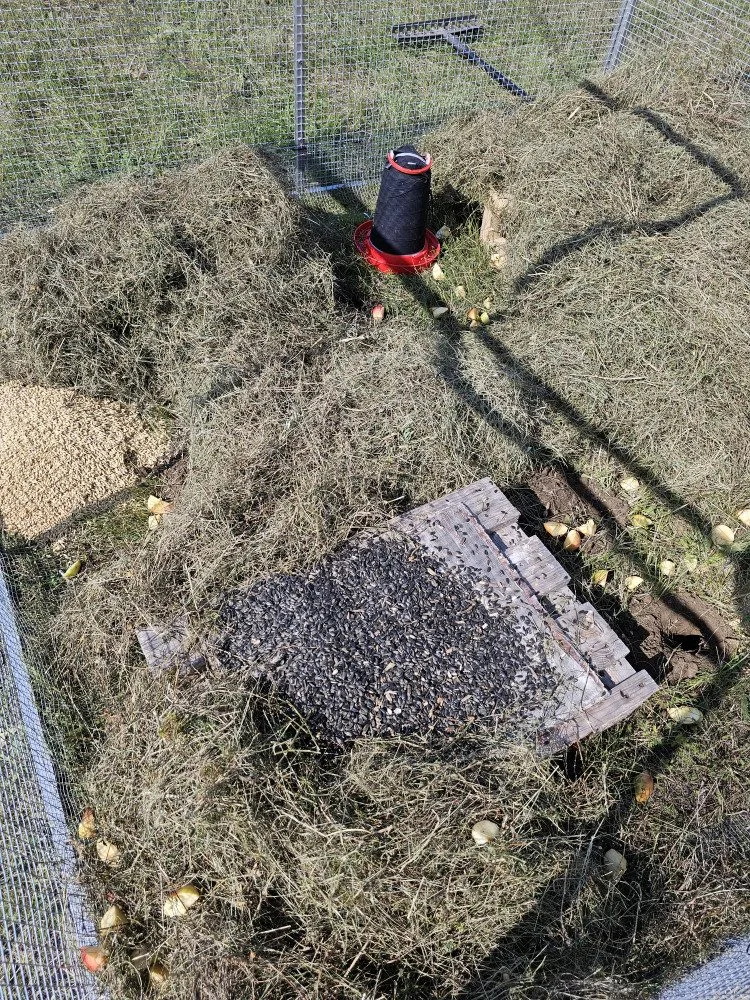 Brněnská zoo navrací ohrožené sysly na Jižní Moravu. Nový domov našli vzácní savci na Znojemsku