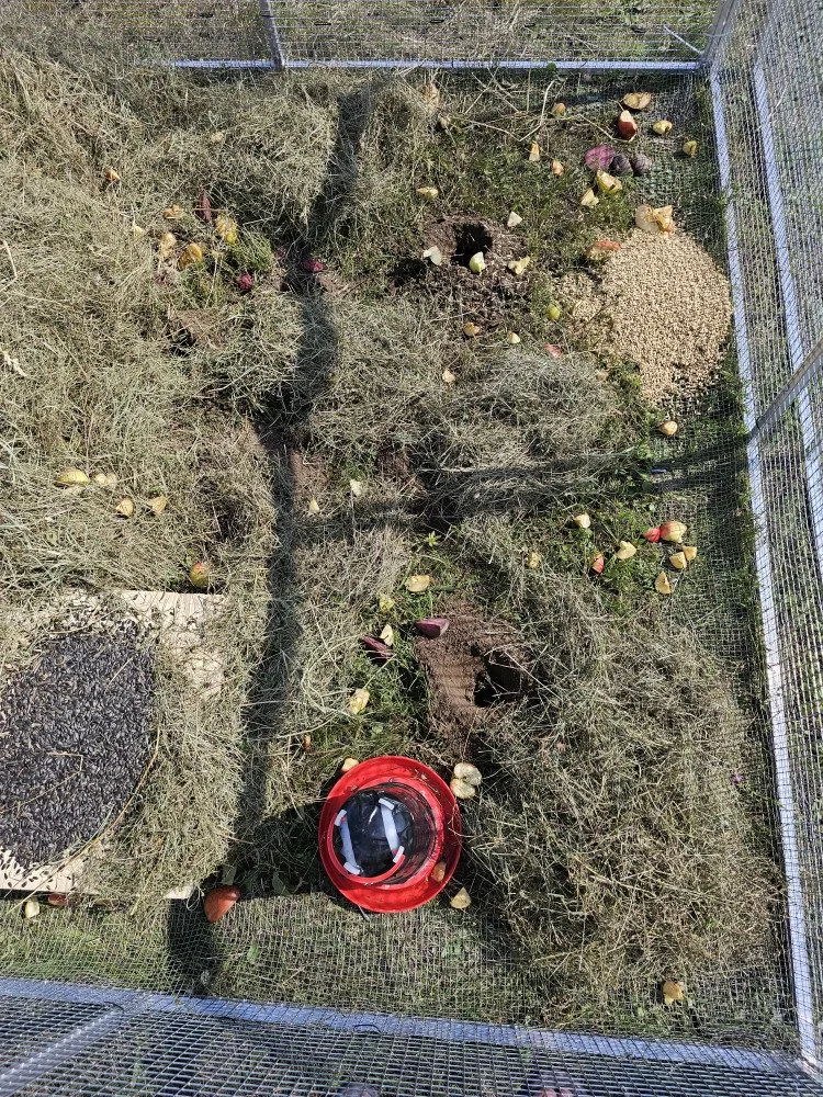 Brněnská zoo navrací ohrožené sysly na Jižní Moravu. Nový domov našli vzácní savci na Znojemsku