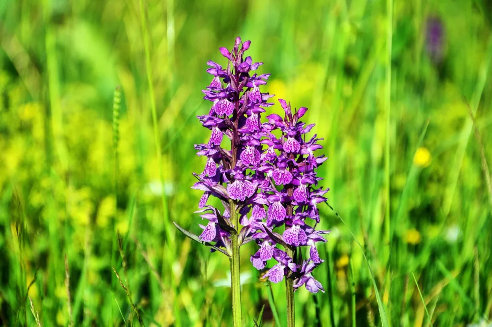Ochránci přírody kosili podmáčené louky na Blanensku. Chráníme vzácnou tím vzácnou orchidej, vysvětlují