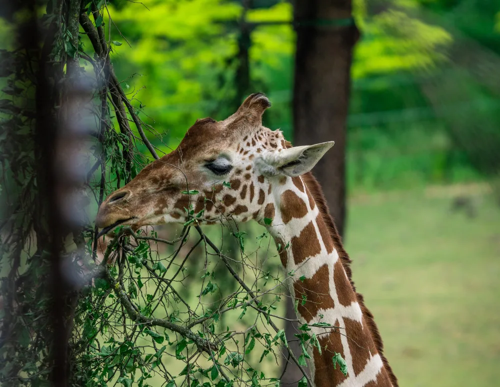 Ošetřovatelé v brněnské zoo museli uspat nejstarší žirafu. Toshou byla dlouhodobě nemocná 