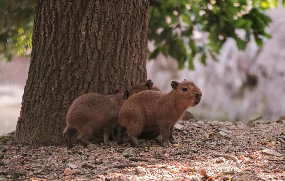 Brňané se konečně dočkali. V zoologické zahradě se narodily čtyři malé kapybary