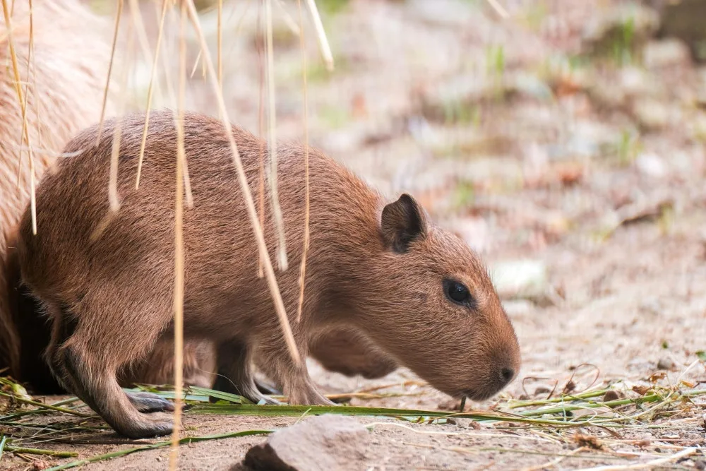 Brňané se konečně dočkali. V zoologické zahradě se narodily čtyři malé kapybary