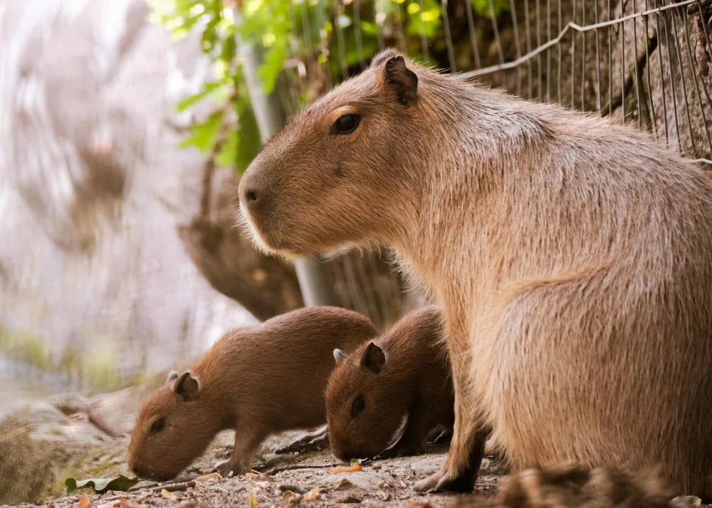 Brňané se konečně dočkali. V zoologické zahradě se narodily čtyři malé kapybary