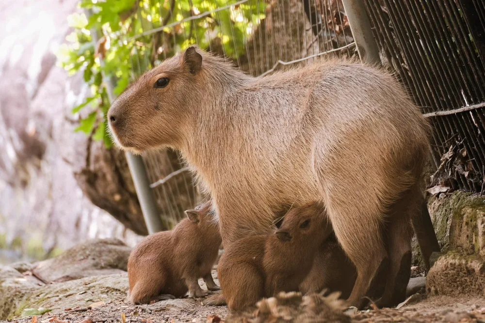 Brňané se konečně dočkali. V zoologické zahradě se narodily čtyři malé kapybary