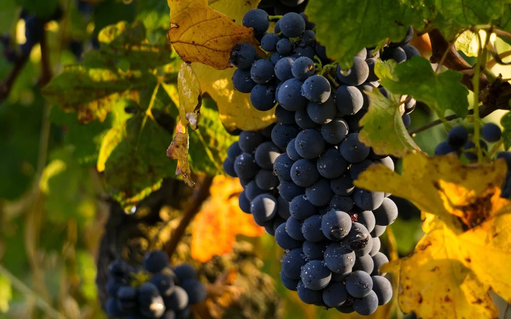 Tropické teploty urychlily vinobraní na jihu Moravy. Vinaři očekávají nižší výnosy
