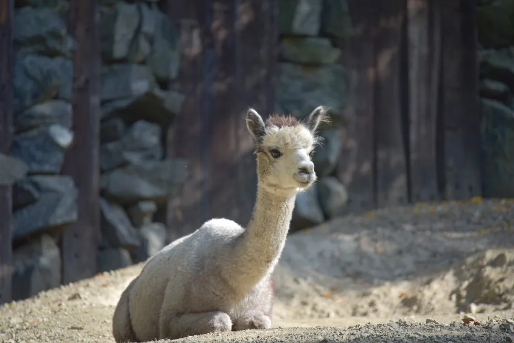 Kam o víkendu na jižní Moravě? Na dýňobraní nebo vítání mláďat v zoo