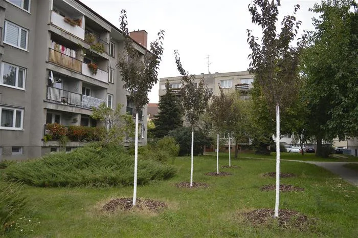 Hodonín na podzim vysadí 366 stromů. Dvě třetiny porostou v tornádem poničené Bažantnici