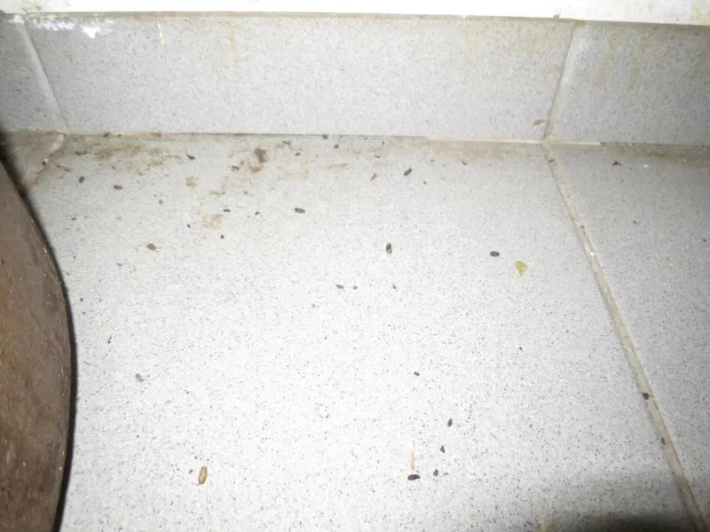 Plíseň, myší trus a mrtví hlodavci v kuchyni. Inspektoři zavřeli restauraci v centru Brna