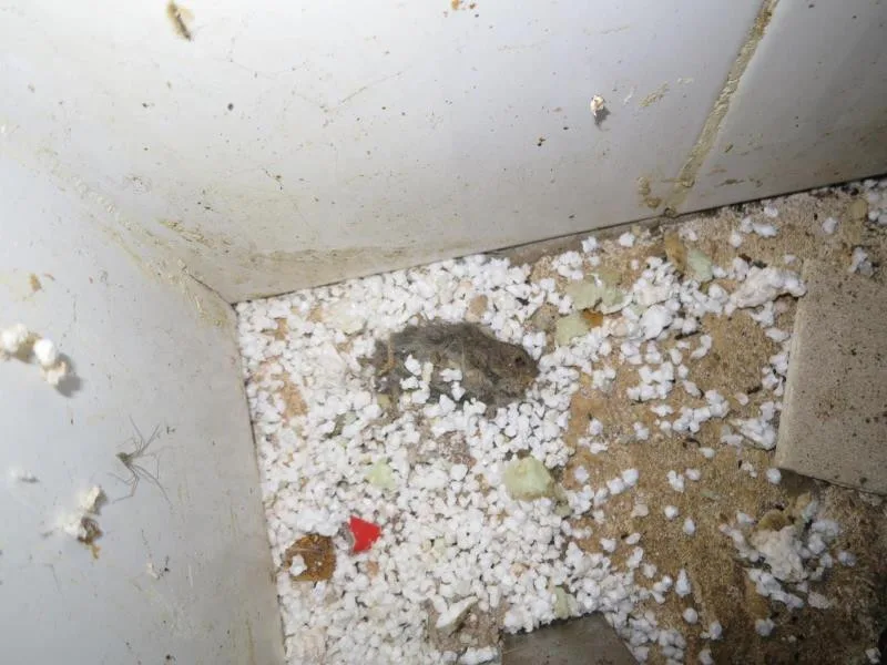 Plíseň, myší trus a mrtví hlodavci v kuchyni. Inspektoři zavřeli restauraci v centru Brna