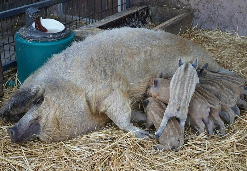 Návštěvníci vyškovského zooparku uvidí i několik mláďat. Čekají na ně například selátka