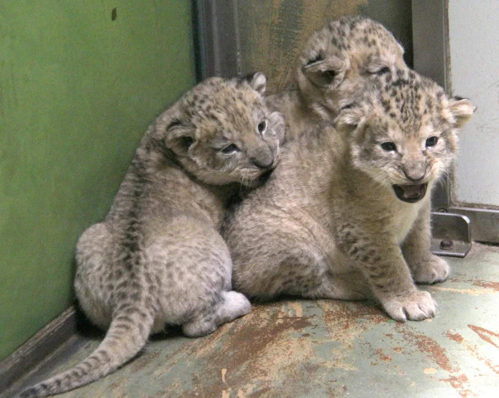 V hodonínské zoo jsou tři nová lvíčata. Daří se jim dobře