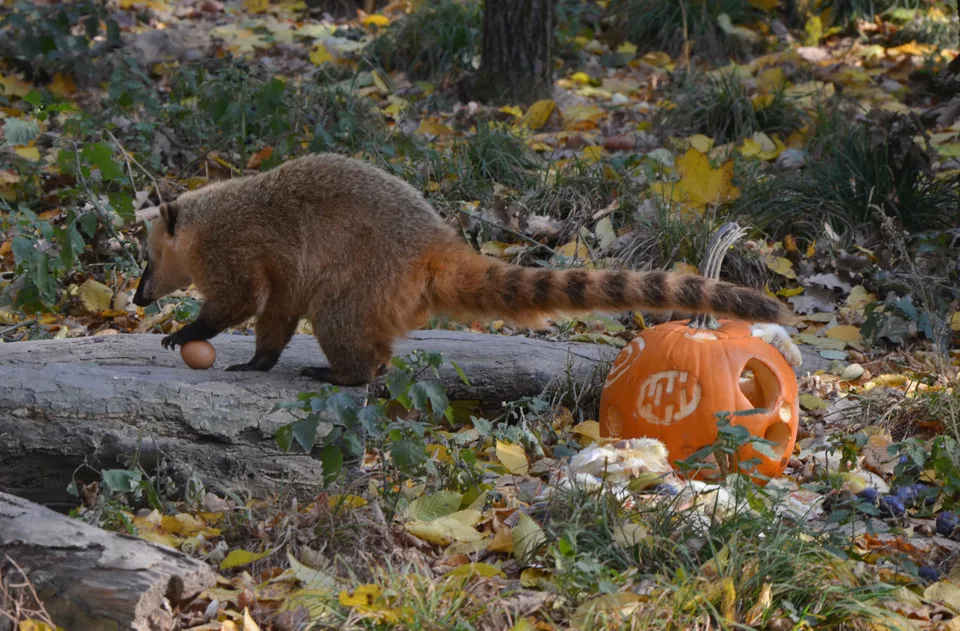05-Halloween v Zoo Brno5