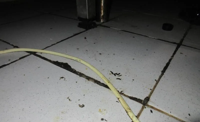 Potravináři podruhé v tomto měsíci zavřeli brněnskou restauraci. Povalovaly se tam mrtvé myši