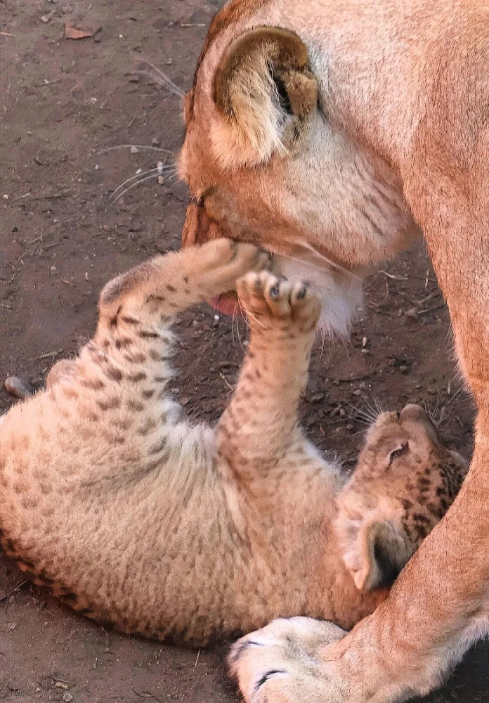 VIDEO: V hodonínské zoo se prohánějí tři nová lvíčata. Návštěvníci už je mohou vidět