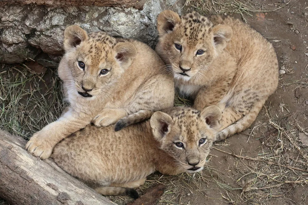 VIDEO: V hodonínské zoo se prohánějí tři nová lvíčata. Návštěvníci už je mohou vidět