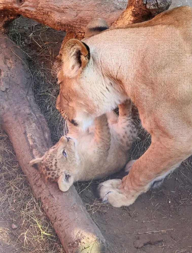VIDEO: V hodonínské zoo se prohánějí tři nová lvíčata. Návštěvníci už je mohou vidět