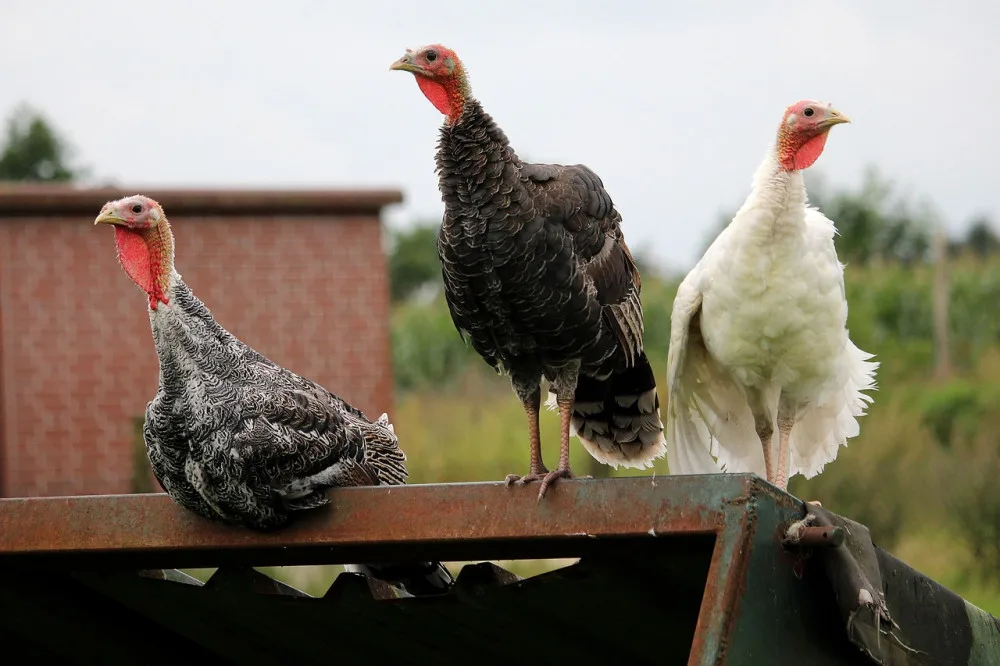 turkeys-2655522_1280