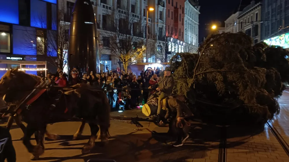 VIDEO: Do Brna dorazil vánoční strom. Stopadesátiletou jedli přivezli na koňském povoze