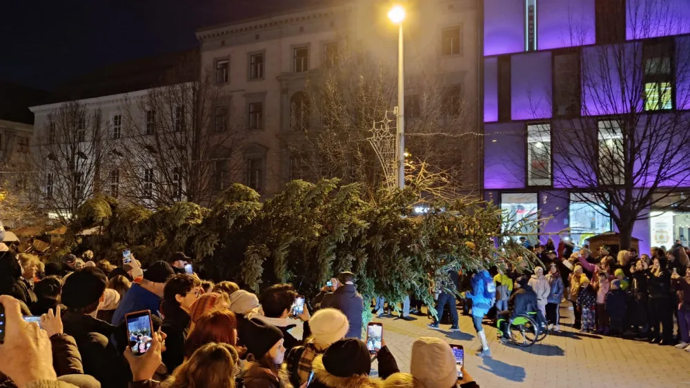 VIDEO: Do Brna dorazil vánoční strom. Stopadesátiletou jedli přivezli na koňském povoze