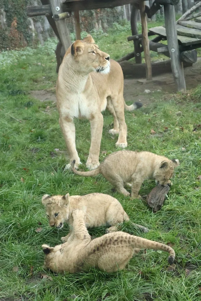 Další úspěch v životě tří lvíčat z hodonínské zoo. Chovatelé je spojili se samcem
