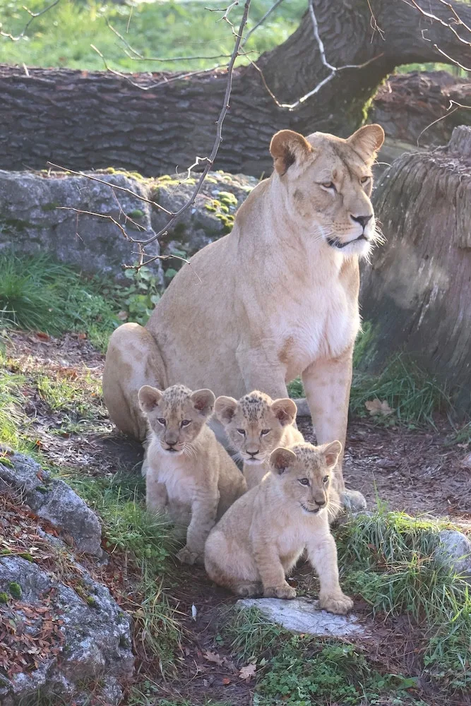 Další úspěch v životě tří lvíčat z hodonínské zoo. Chovatelé je spojili se samcem