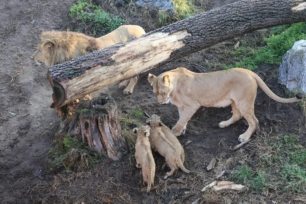 Další úspěch v životě tří lvíčat z hodonínské zoo. Chovatelé je spojili se samcem