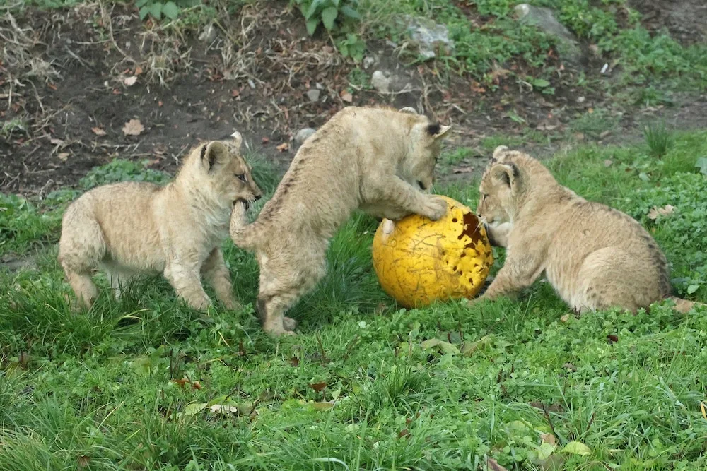 Další úspěch v životě tří lvíčat z hodonínské zoo. Chovatelé je spojili se samcem