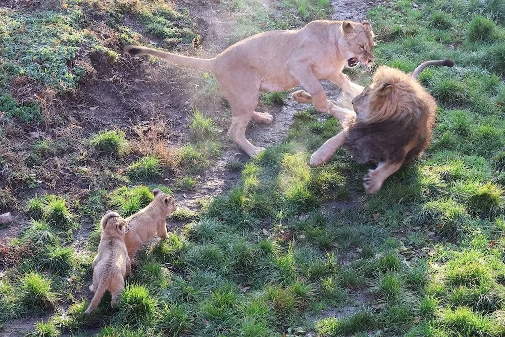 Další úspěch v životě tří lvíčat z hodonínské zoo. Chovatelé je spojili se samcem
