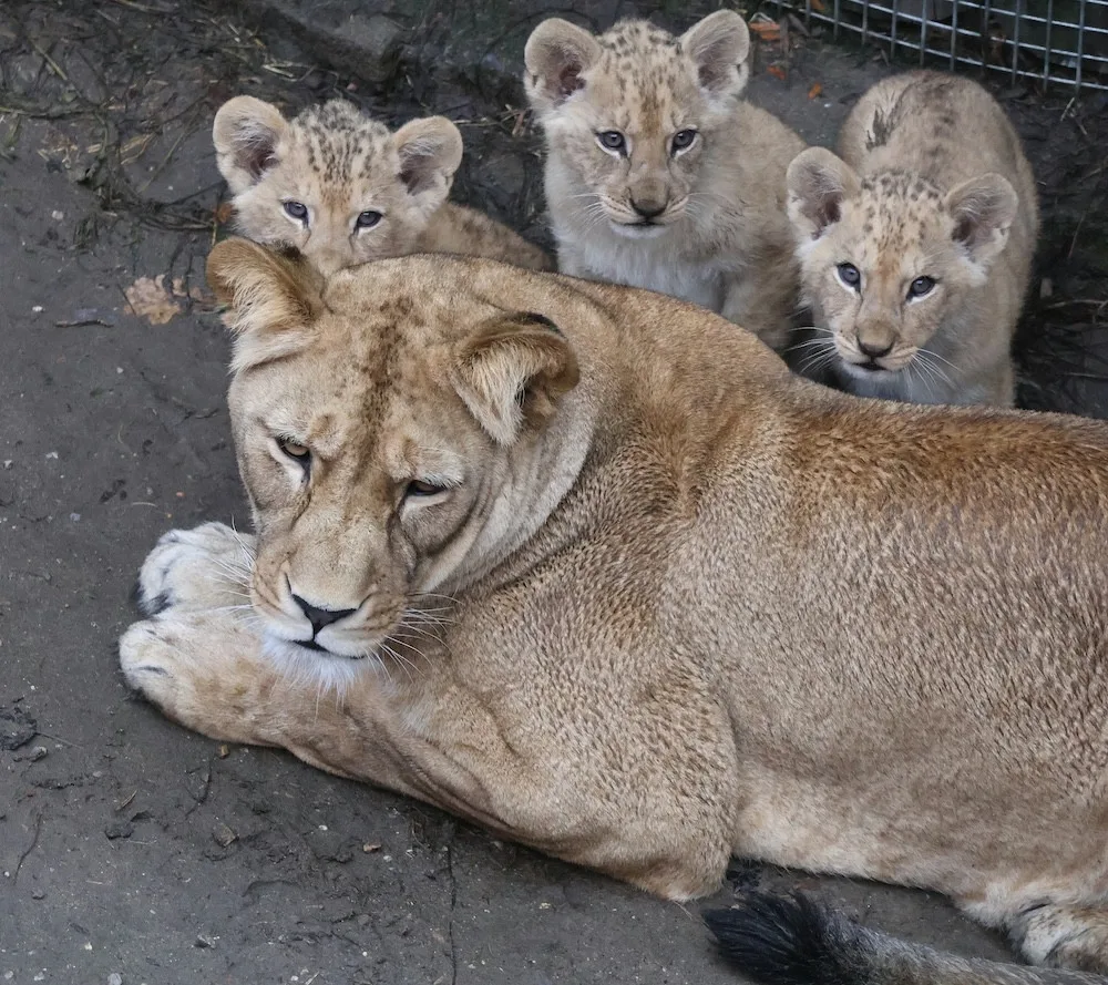Další úspěch v životě tří lvíčat z hodonínské zoo. Chovatelé je spojili se samcem