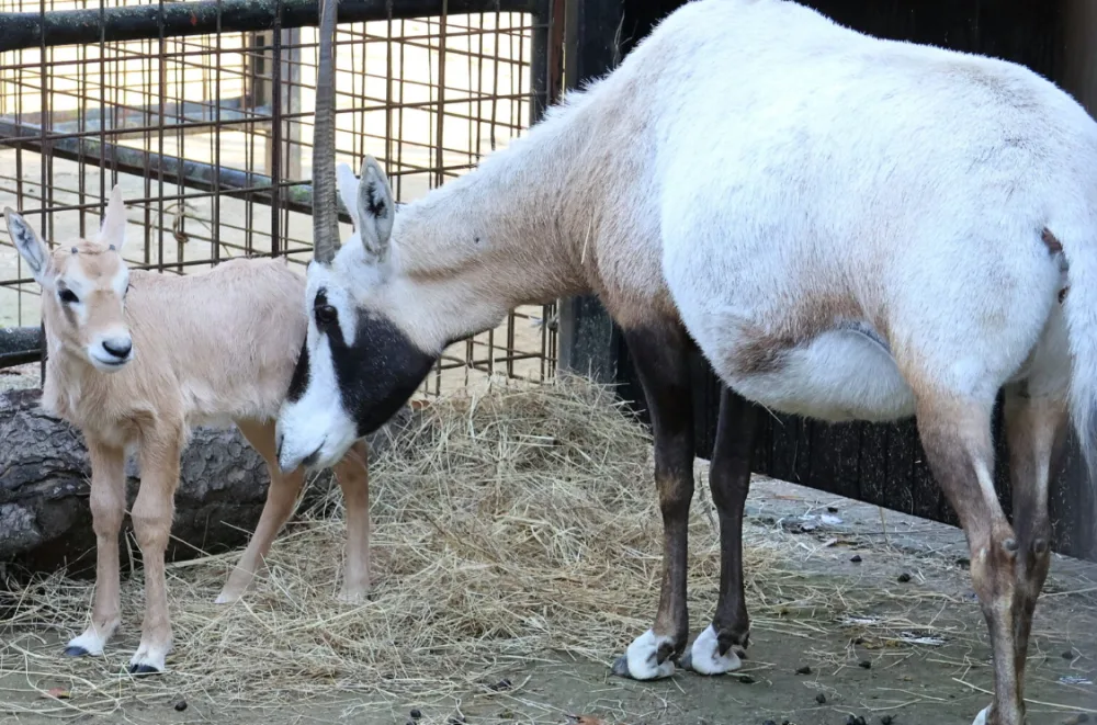 Hodonínská zoo má nový přírůstek. Je jím mládě kriticky ohroženého druhu antilopy