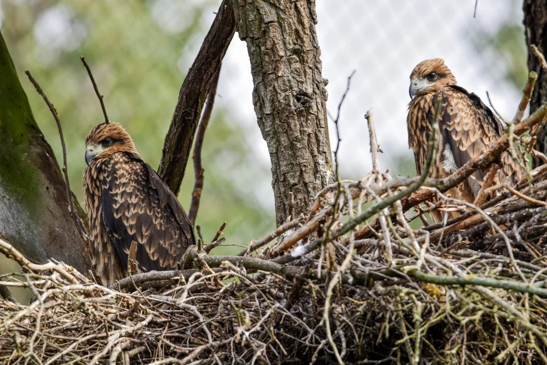 Zoo Brno odchovala kriticky ohrožené luňáky hnědé