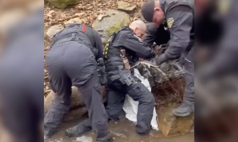 VIDEO: Brněnští strážníci osvobodili daňka, který se svým parožím zapletl do odhozeného pletiva v lese