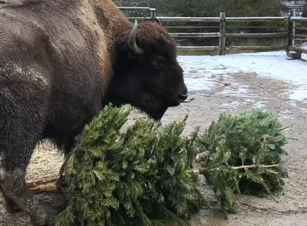 VIDEO: Zvířata v zoo si pochutnala na vánočních stromcích. Nejvíc jim chutnaly borovice