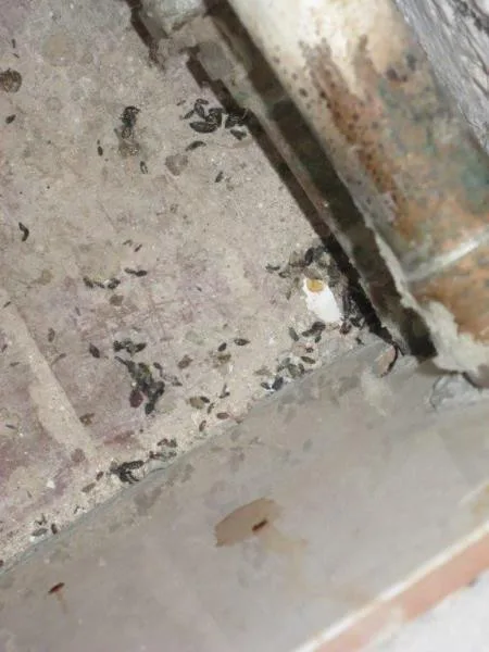 Plíseň, hmyz a myší bobky. Inspektoři zavřeli pekárnu v Letovicích na Blanensku