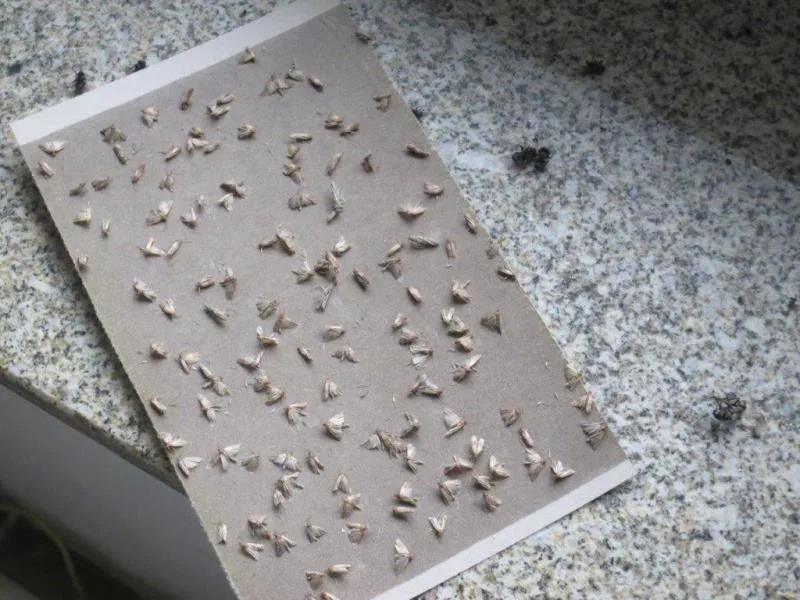 Plíseň, hmyz a myší bobky. Inspektoři zavřeli pekárnu v Letovicích na Blanensku