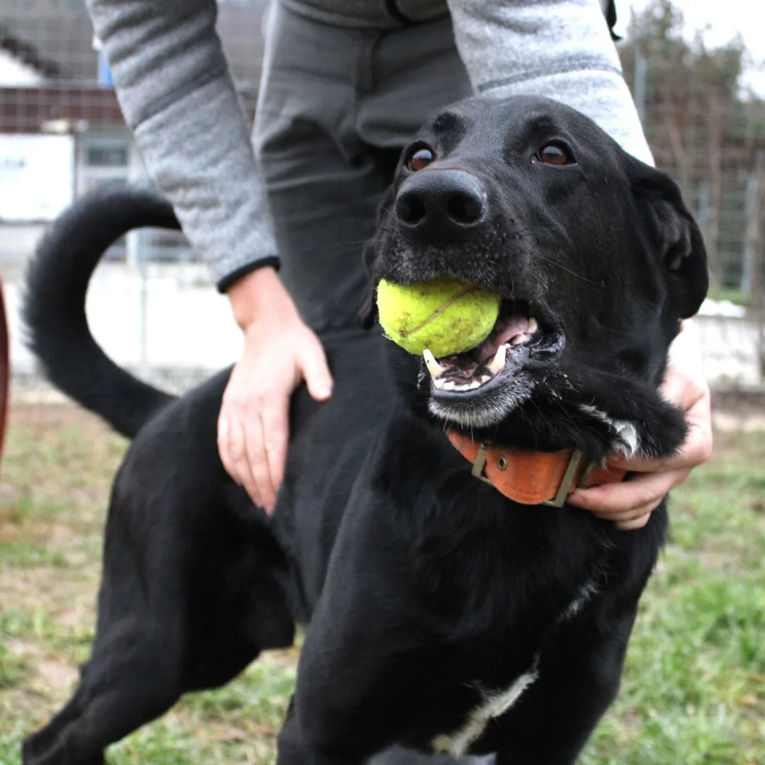 Brněnský útulek pořádá návštěvy pro veřejnost. Lidé si mohou některé obyvatele adoptovat