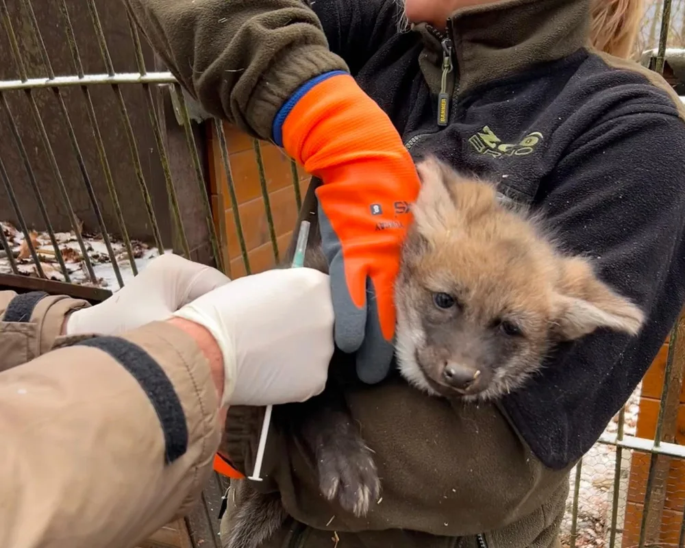 V brněnské zoo se narodila vlčí čtyřčata. Už skotačí ve výběhu, radují se chovatelé