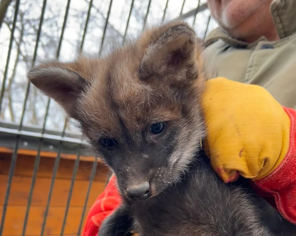 V brněnské zoo se narodila vlčí čtyřčata. Už skotačí ve výběhu, radují se chovatelé