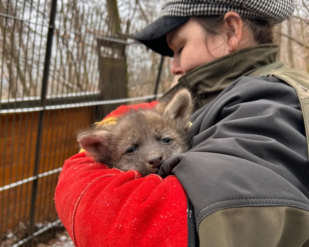 V brněnské zoo se narodila vlčí čtyřčata. Už skotačí ve výběhu, radují se chovatelé