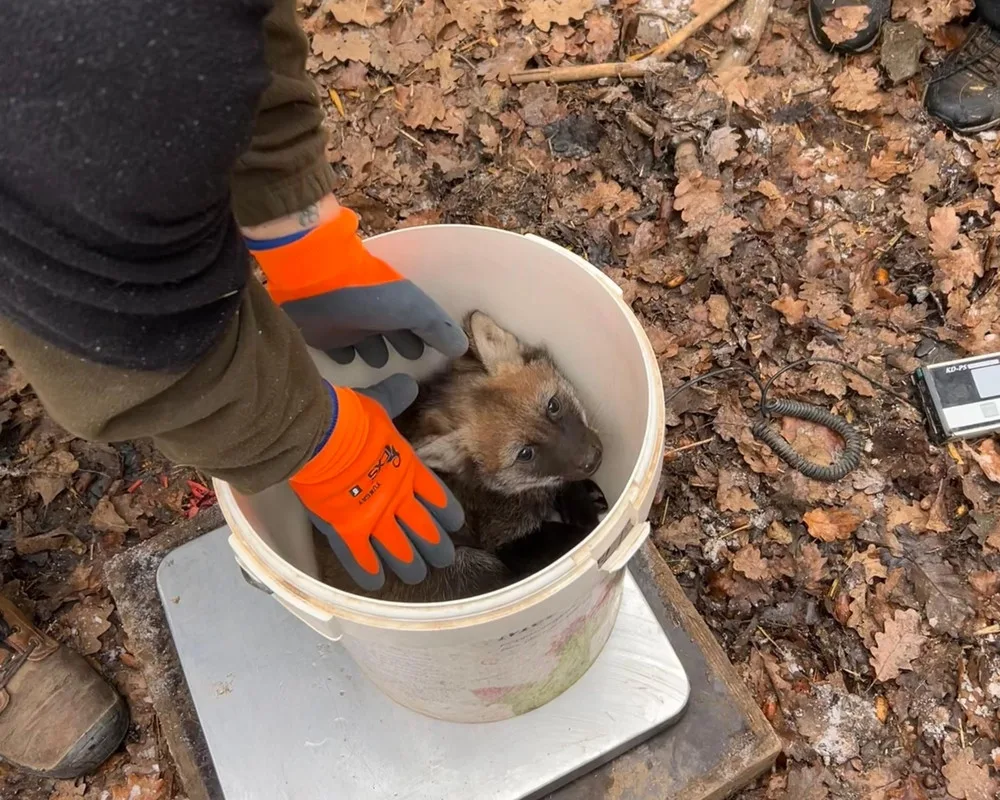 V brněnské zoo se narodila vlčí čtyřčata. Už skotačí ve výběhu, radují se chovatelé