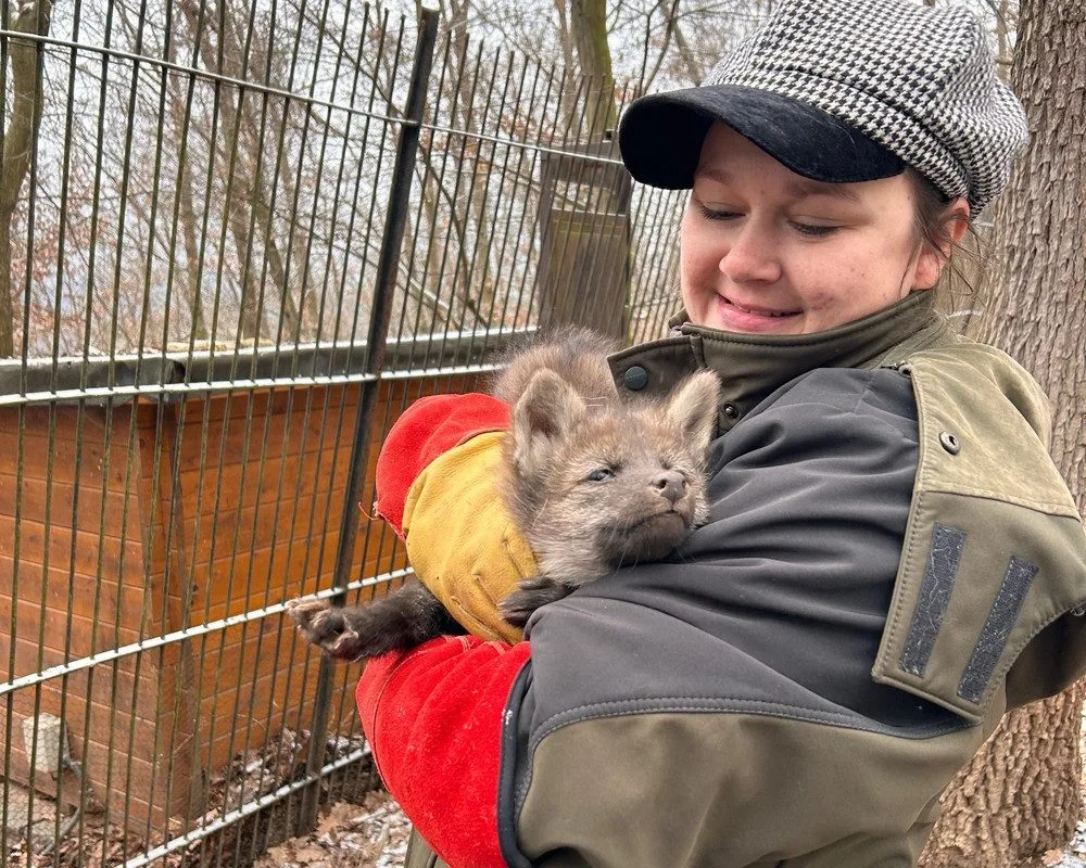 V brněnské zoo se narodila vlčí čtyřčata. Už skotačí ve výběhu, radují se chovatelé