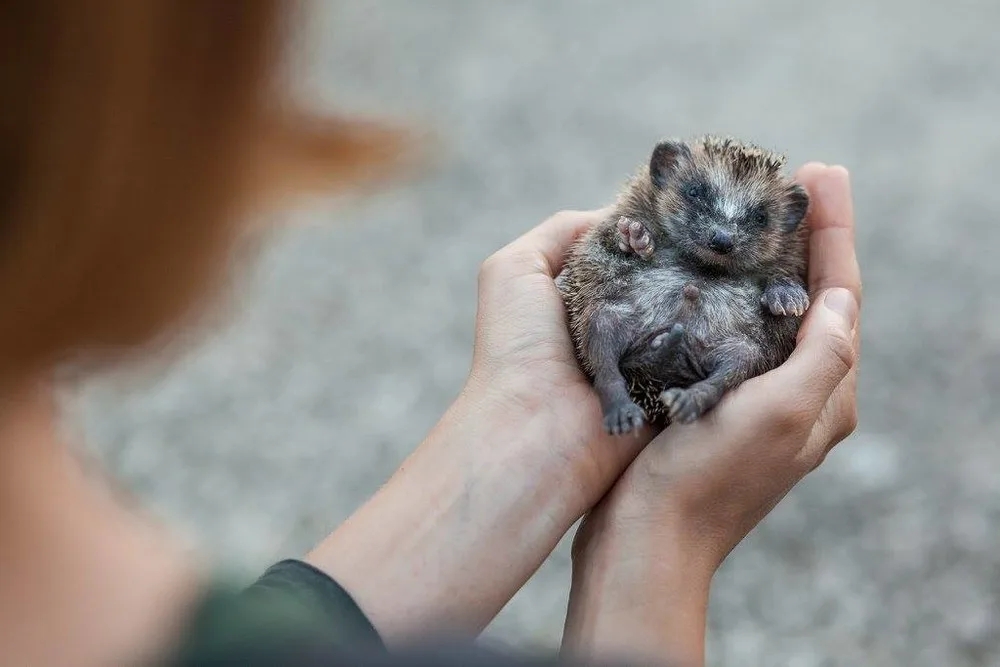 Osiřelá mláďata i exotické druhy. Záchranná stanice brněnské zoo už pomohla tisícům zvířat