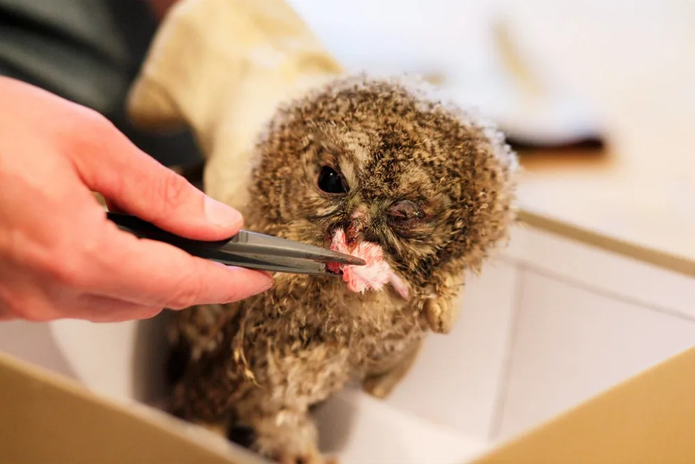 Osiřelá mláďata i exotické druhy. Záchranná stanice brněnské zoo už pomohla tisícům zvířat