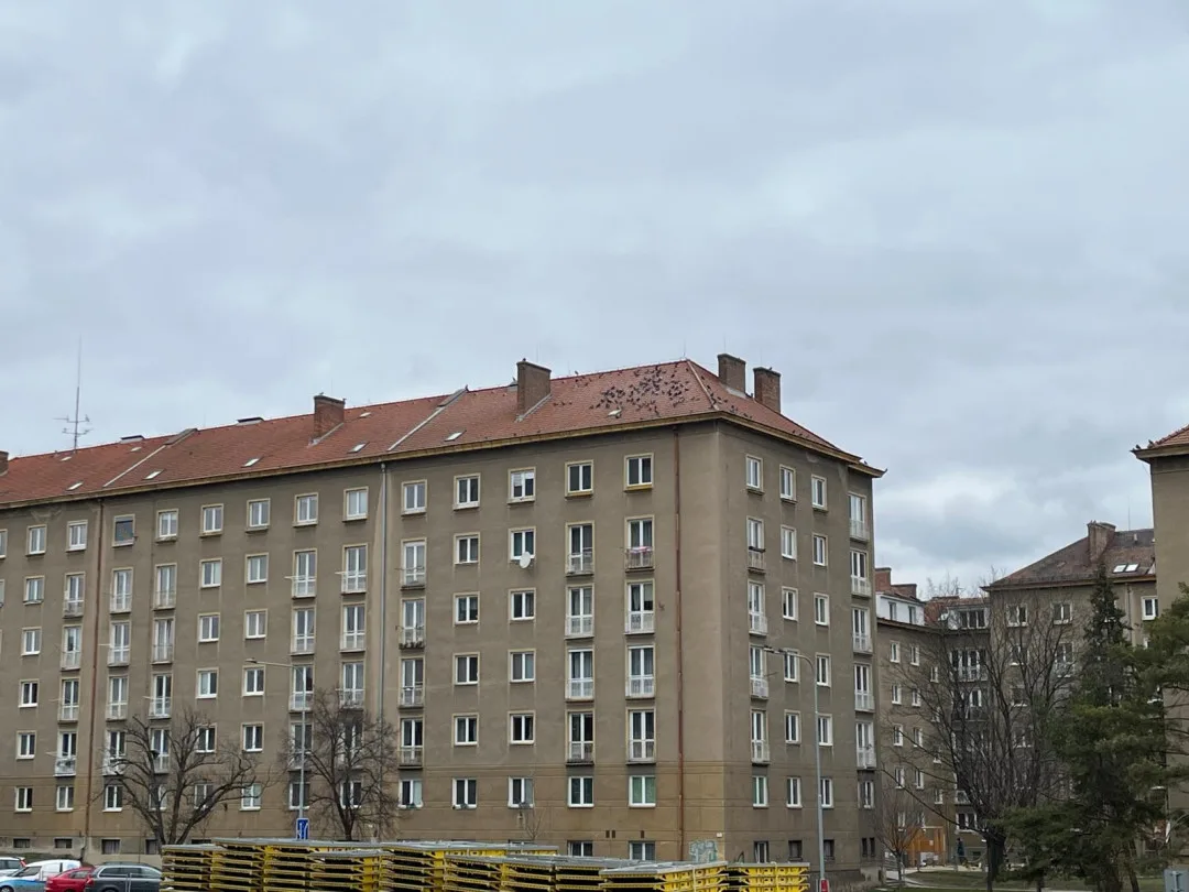 Na střeše brněnského magistrátu se zabydlela desítka ptáků. Holubník pomáhá regulovat jejich populaci