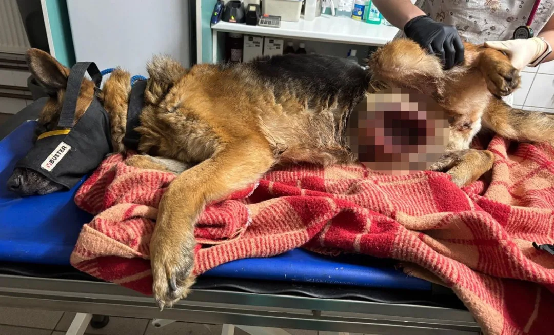 Na Vyškovsku někdo utýral fenku německého ovčáka. Zuboženou a nemocnou ji přivázal k bráně